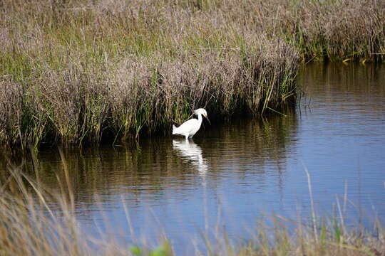 Image of Snowy Egret