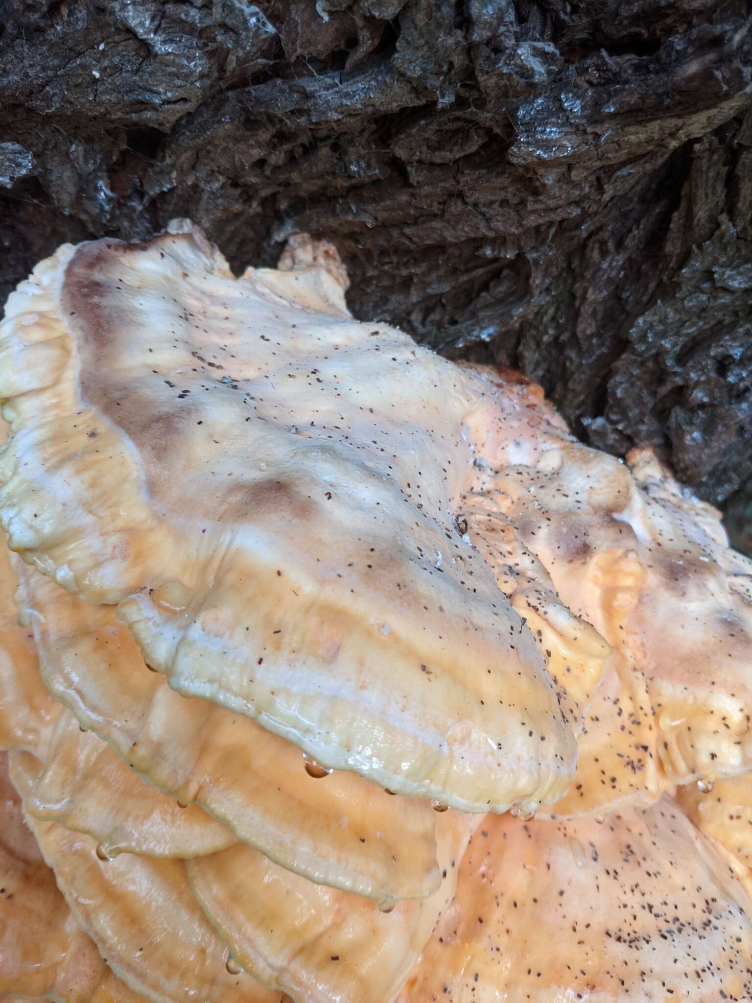 Image of Bracket Fungus