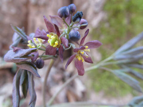 Image of blue cohosh