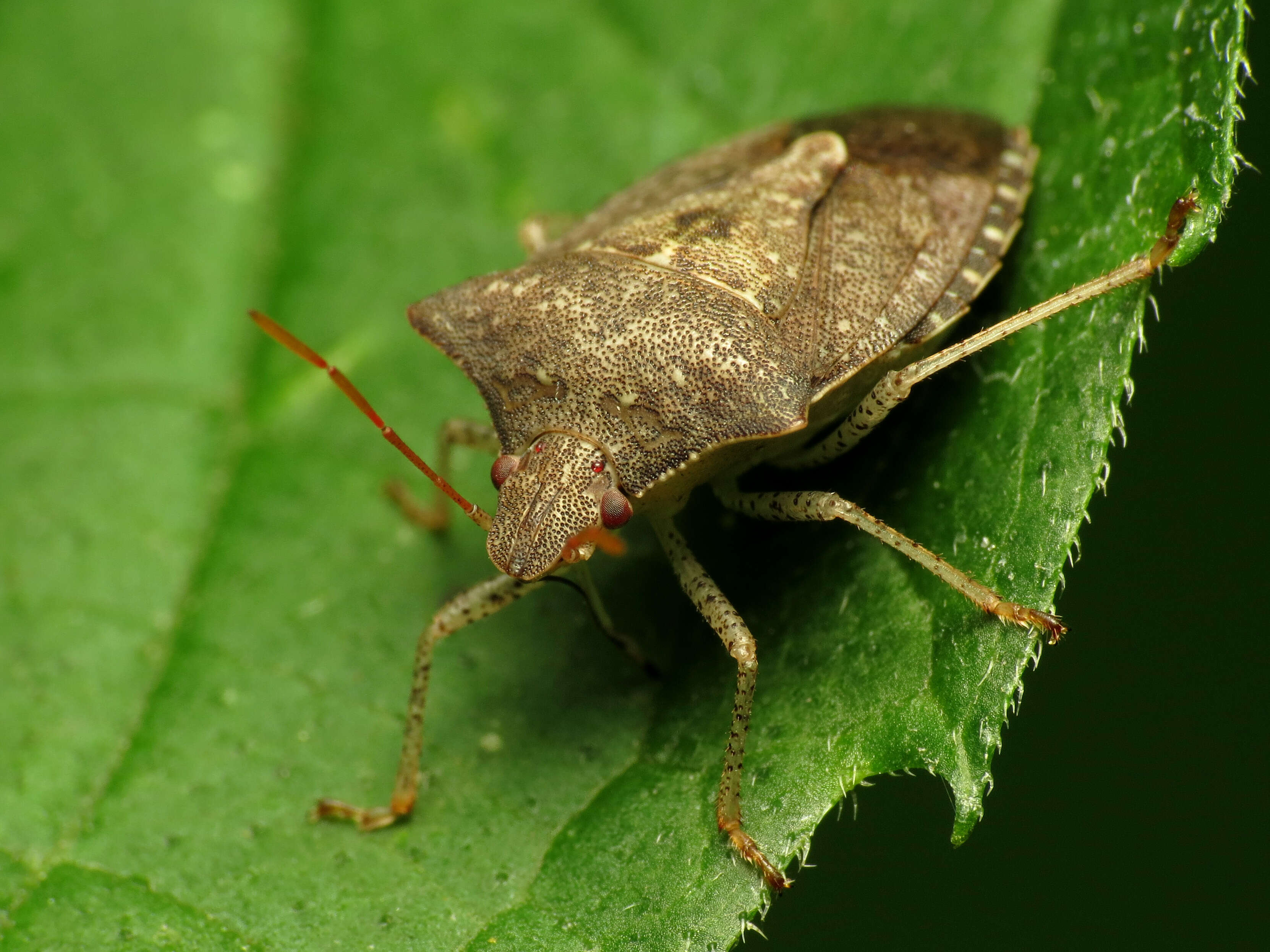 Image of stink bugs