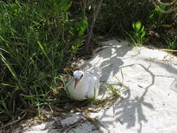 Image of Red-tailed Tropicbird