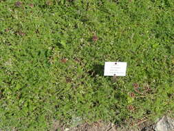 Sivun Scutellaria orientalis L. kuva