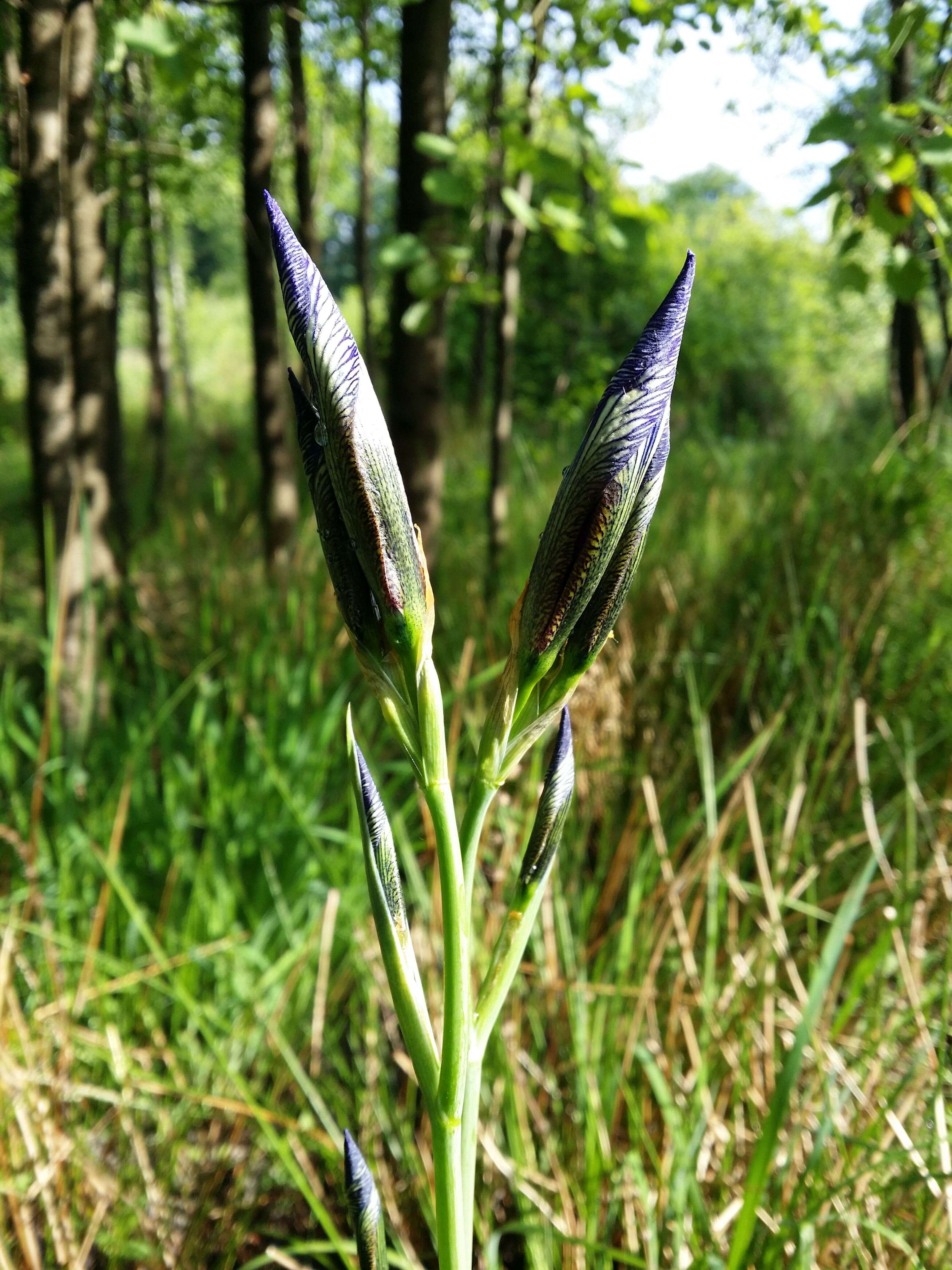 Image of German Iris