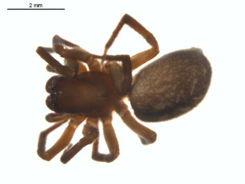 Image of Cybaeopsis euopla (Bishop & Crosby 1935)