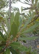 Image of Laurus novocanariensis Rivas Mart., Lousã, Fern. Prieto, E. Días, J. C. Costa & C. Aguiar