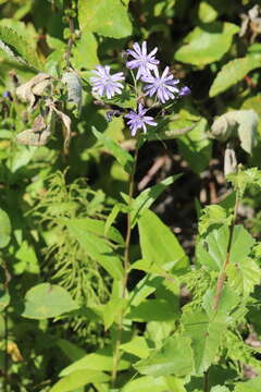 Image of Lactuca sibirica (L.) Maxim.