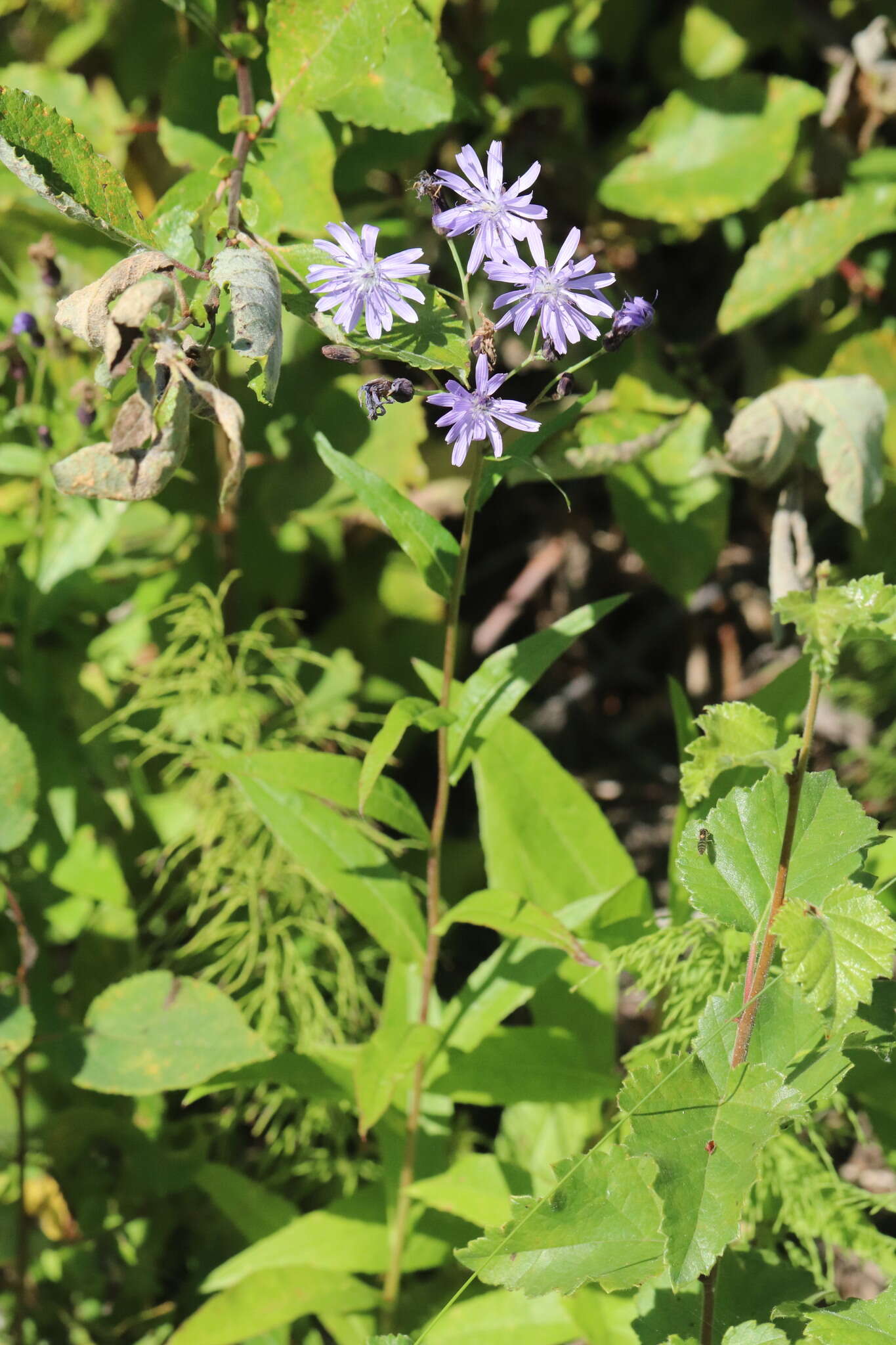 Image de Lactuca sibirica (L.) Maxim.