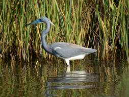 Image de Aigrette tricolore