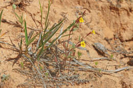 Erythranthe rubella (A. Gray) N. S. Fraga resmi