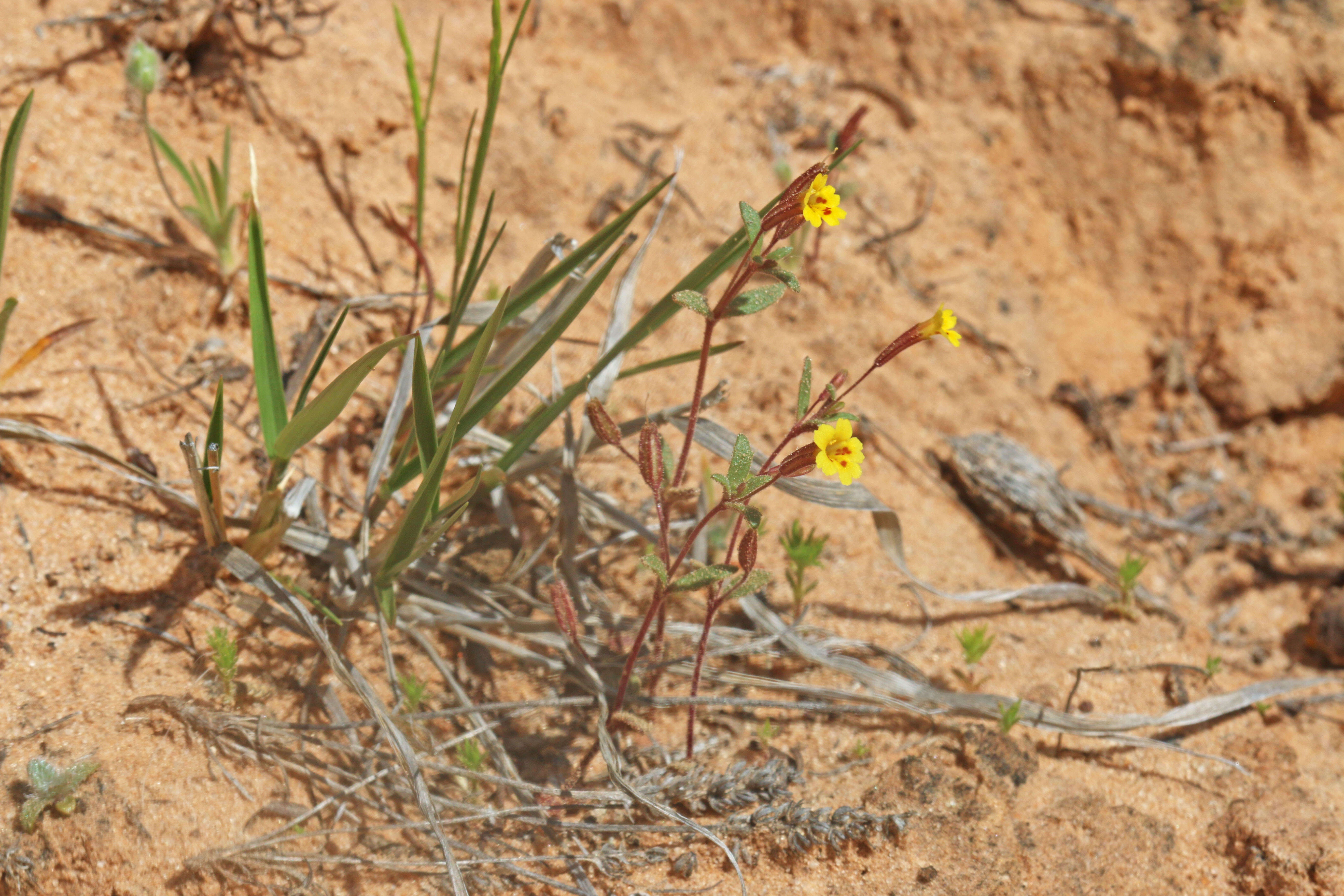 Erythranthe rubella (A. Gray) N. S. Fraga resmi