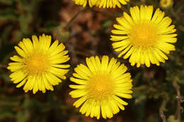 Image of Yellow felicia