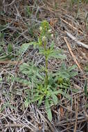 Image of Reseda minoica Martín-Bravo & Jim. Mejías