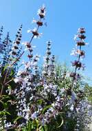 Image of Santa Rosa Island sage