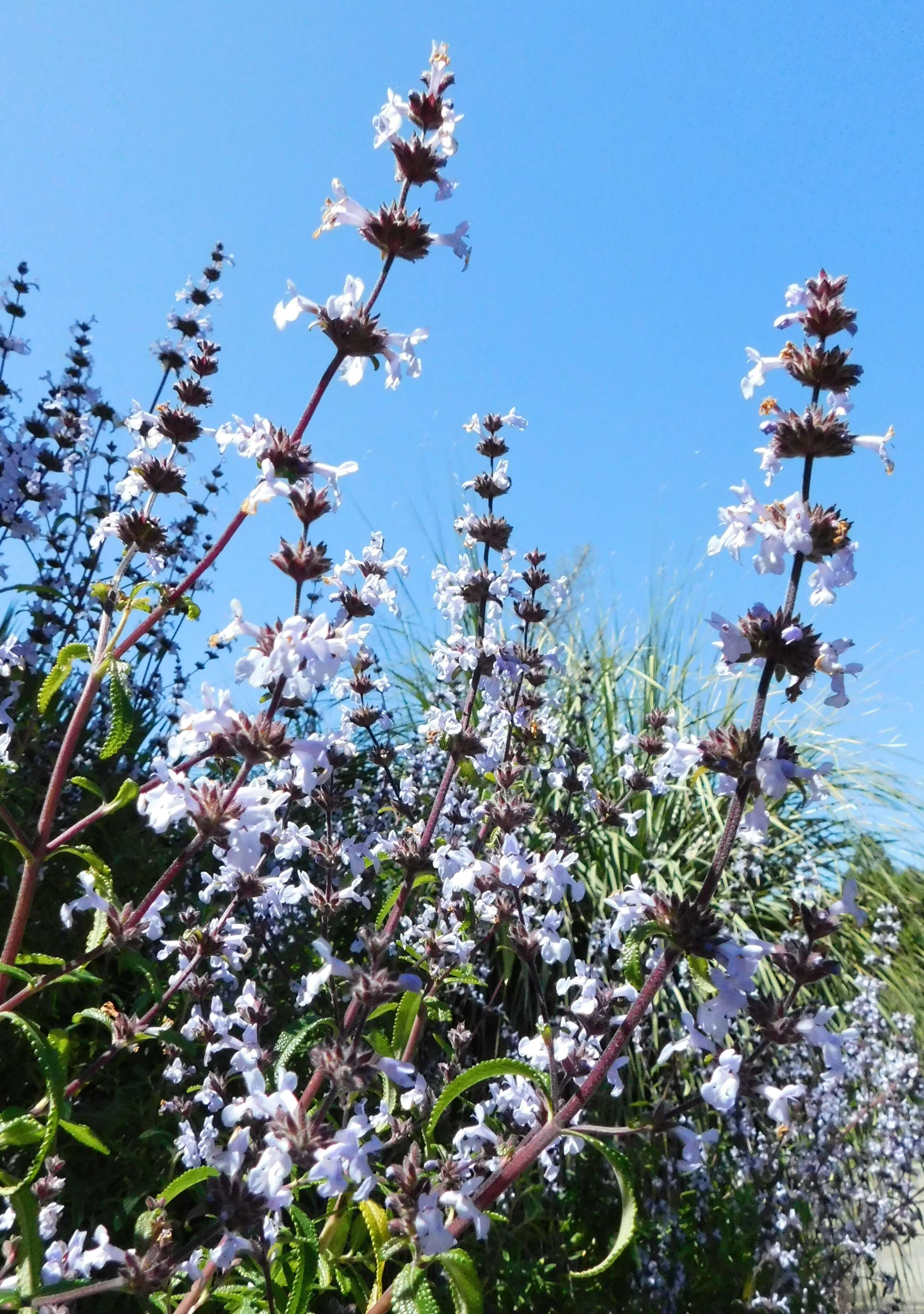 Imagem de Salvia brandegeei Munz