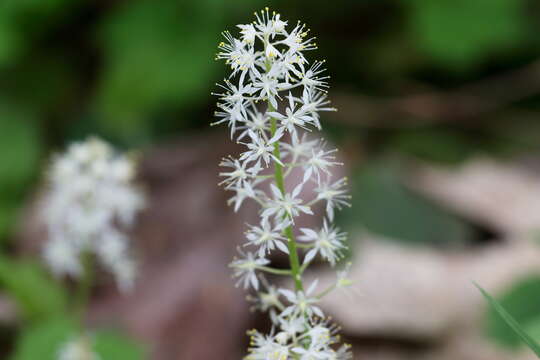 Image of Heartleaved foamflower