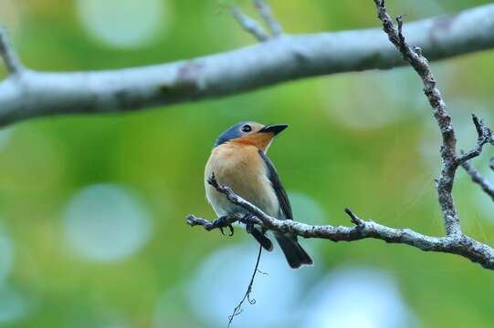 Image of Mangrove Flycatcher