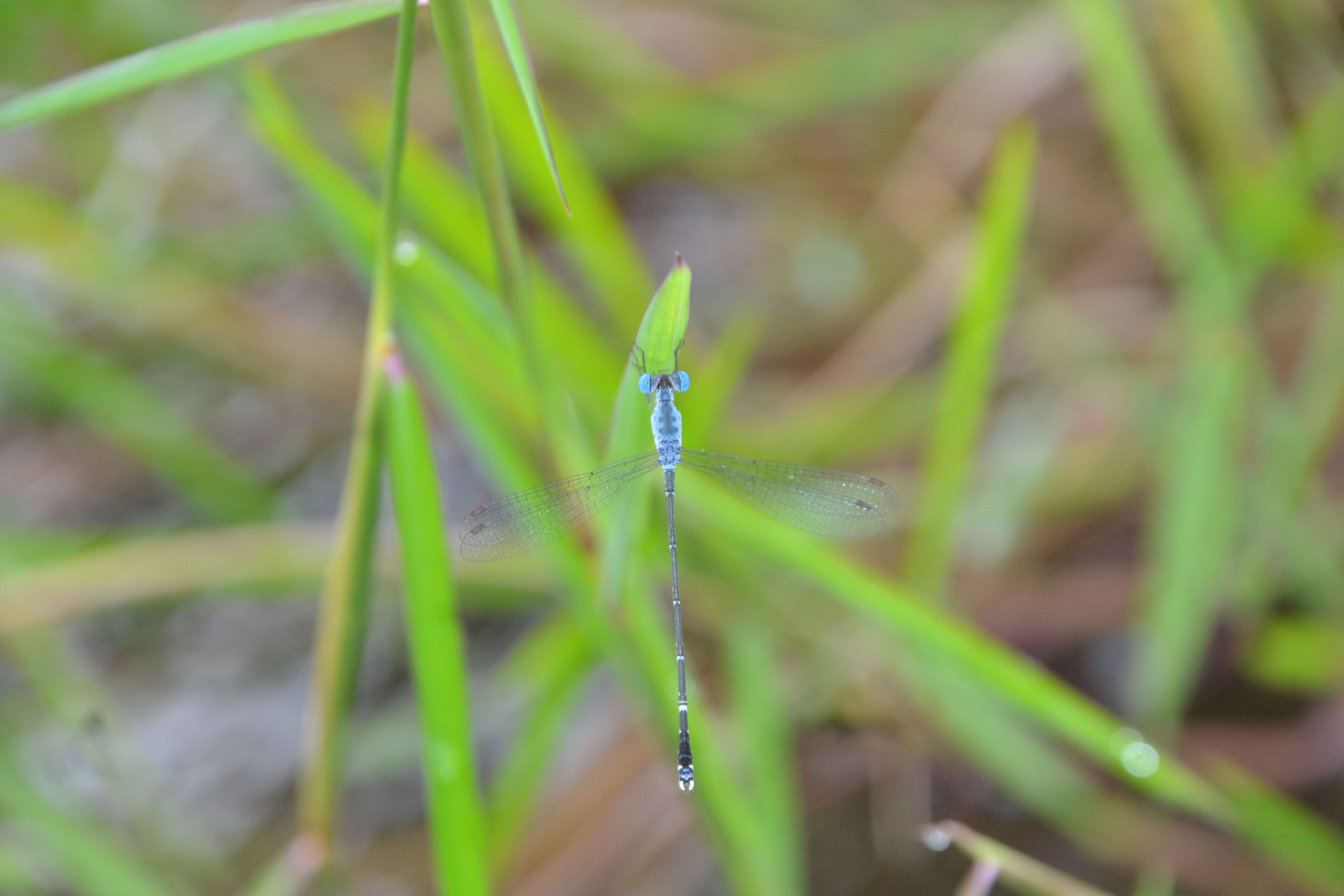 Image de Lestes praemorsus Hagen ex Selys 1862