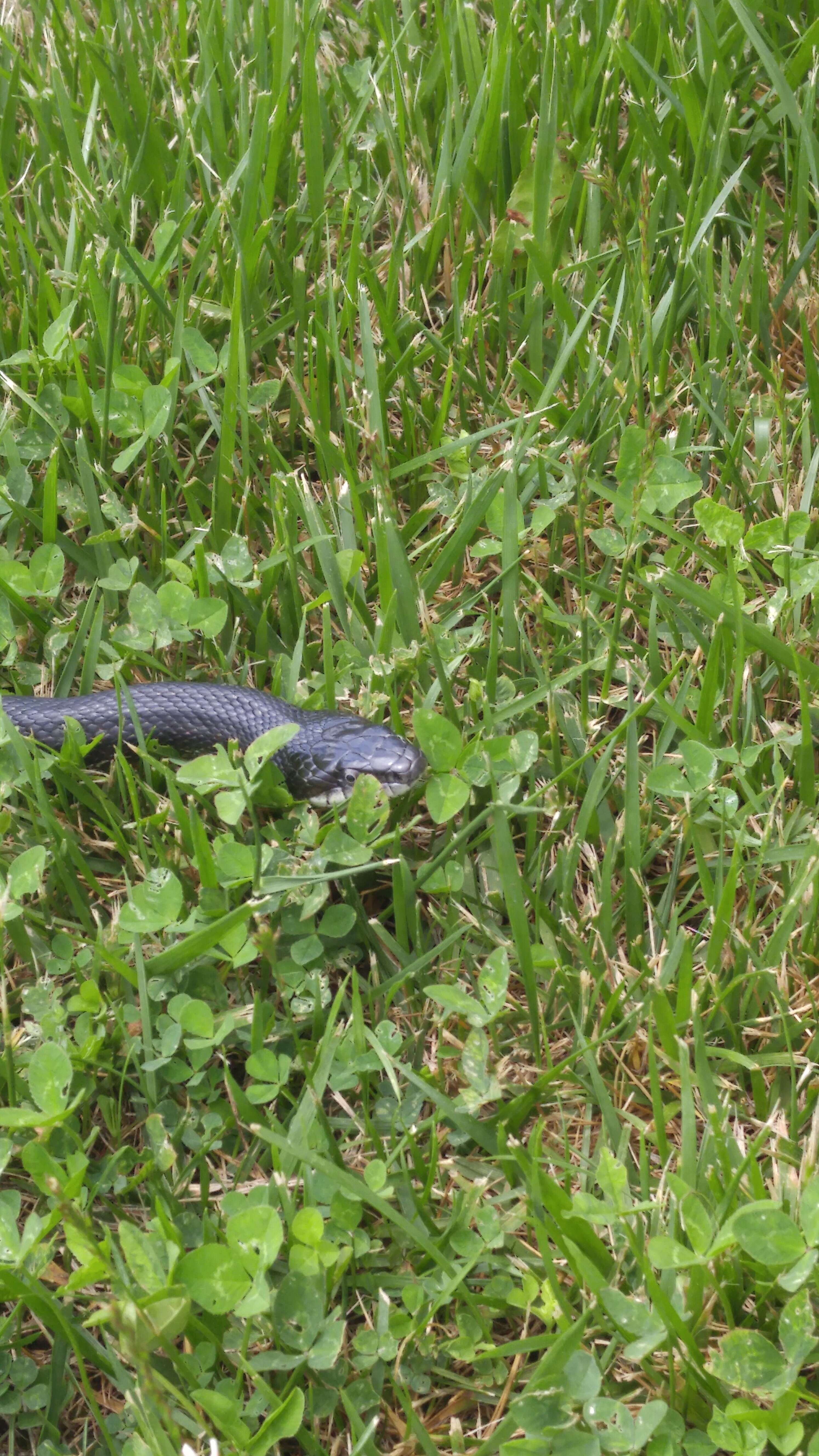 Image of black rat snake