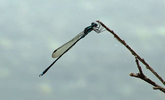 Sivun Austrolestes colensonis (White ex White & Gardiner Butler 1846) kuva