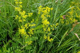 Image of Lady's Bedstraw