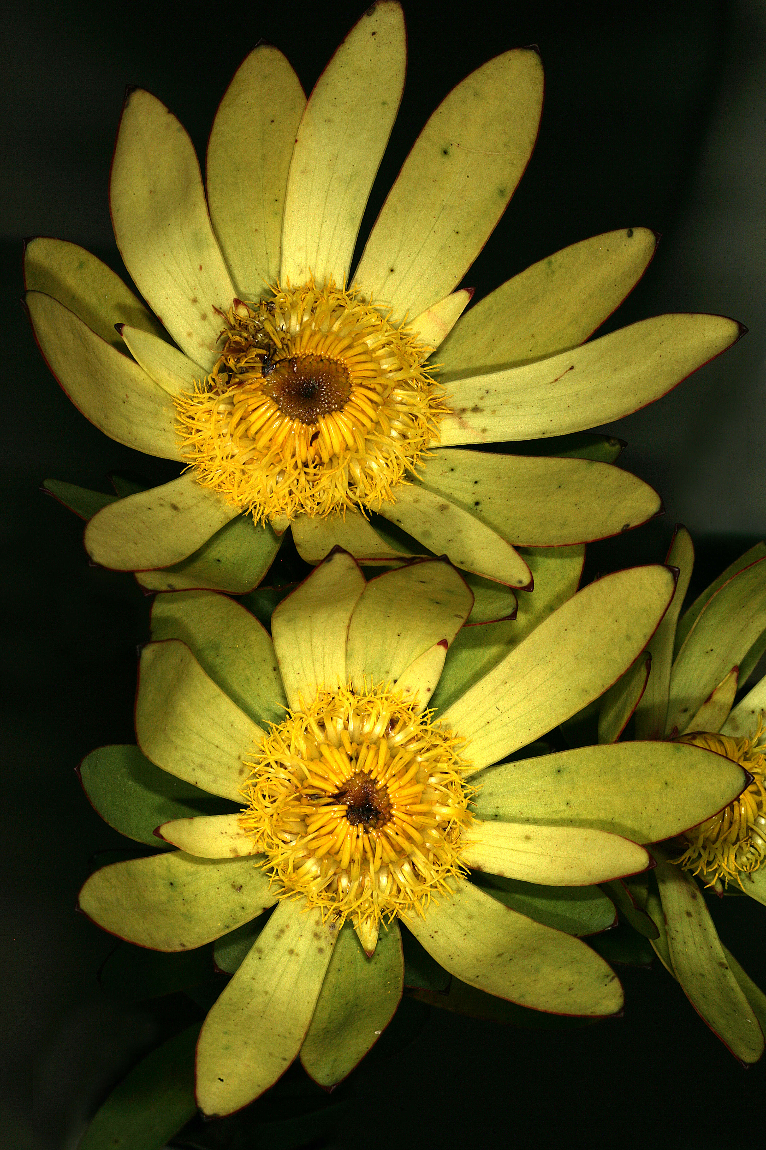 Imagem de Leucadendron elimense Phillips