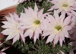 Echinopsis tubiflora resmi