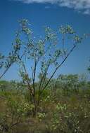 Image of Eucalyptus ceracea M. I. H. Brooker & C. C. Done