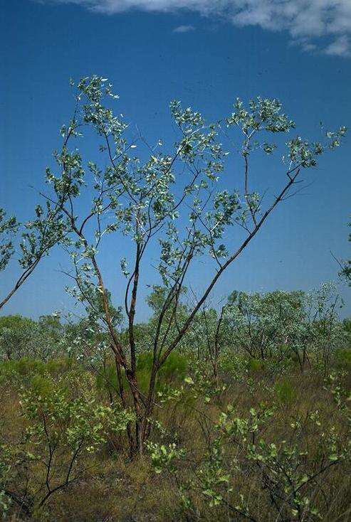 Image of Eucalyptus ceracea M. I. H. Brooker & C. C. Done