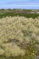 Imagem de Spinifex longifolius R. Br.