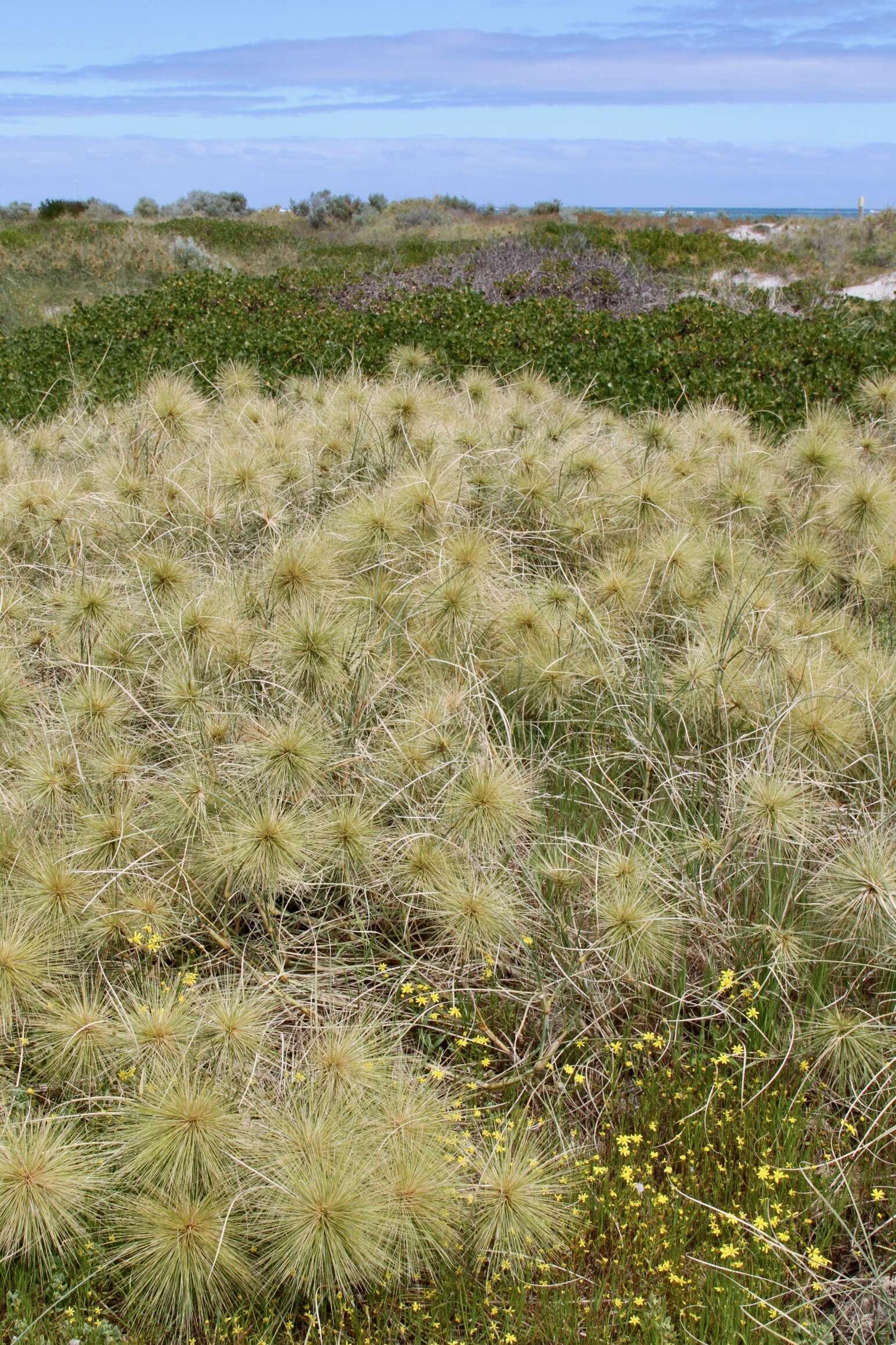 Imagem de Spinifex longifolius R. Br.