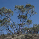 Image of Sharp Capped Mallee