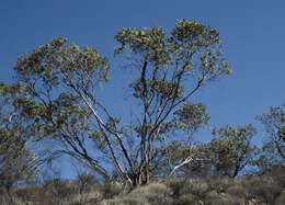 Image of Sharp Capped Mallee