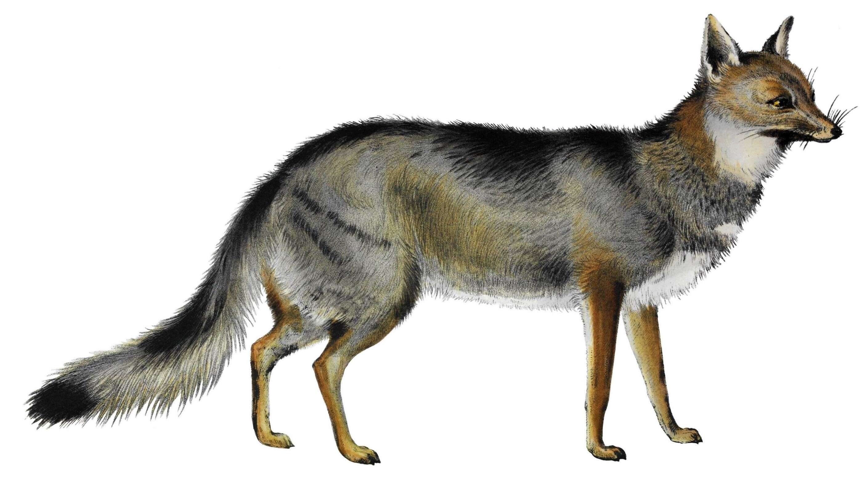 Image of Lycalopex gymnocercus
