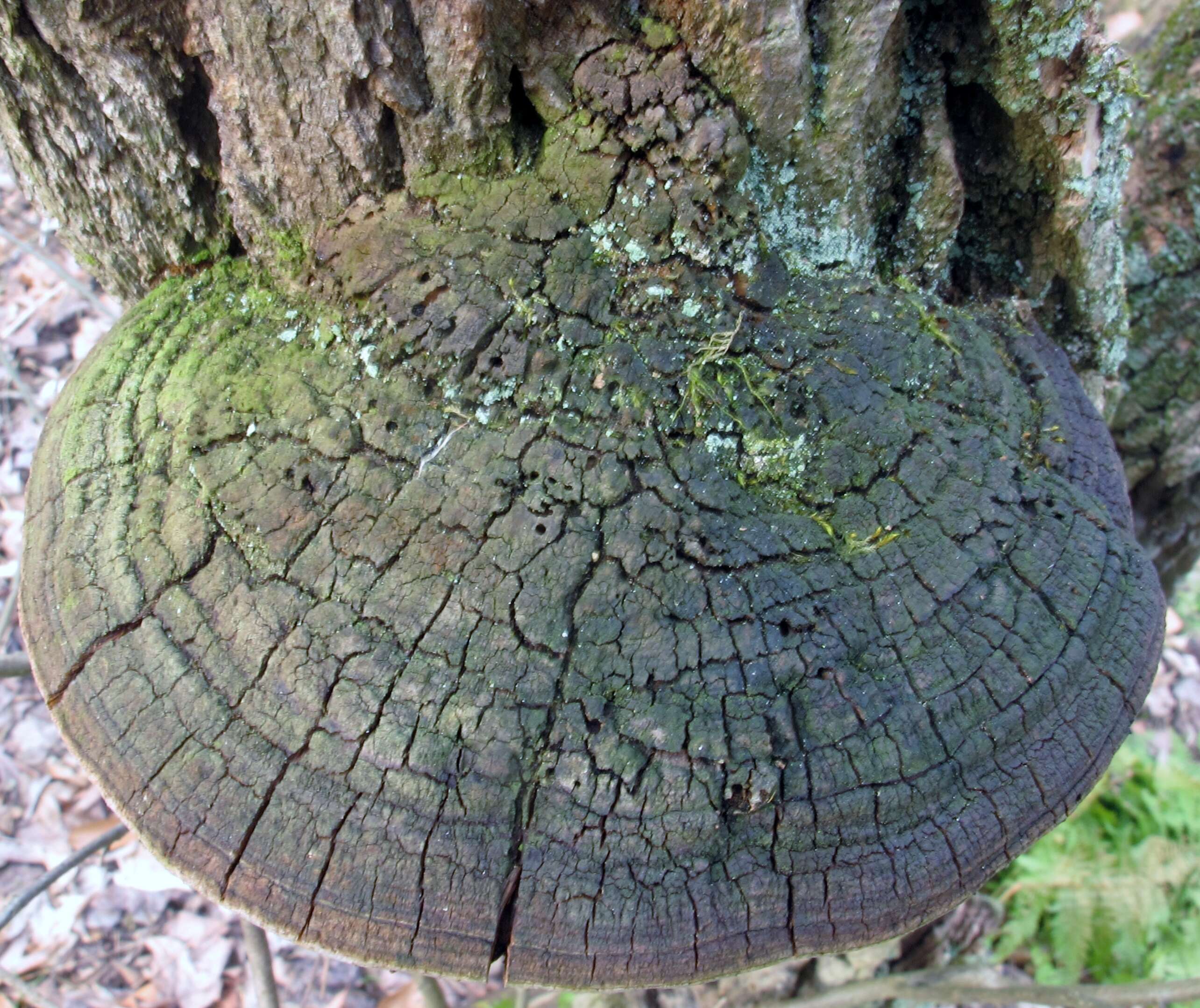 Image de Polypore du robinier