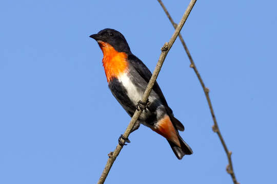 Image of Mistletoebird