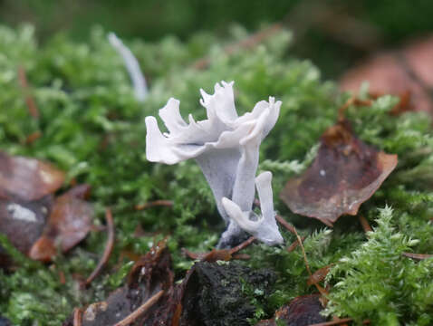 Image of Candle-snuff Fungus