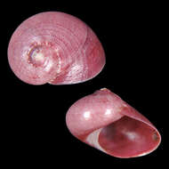 Image of Stomatella capieri Poppe, Tagaro & Dekker 2006