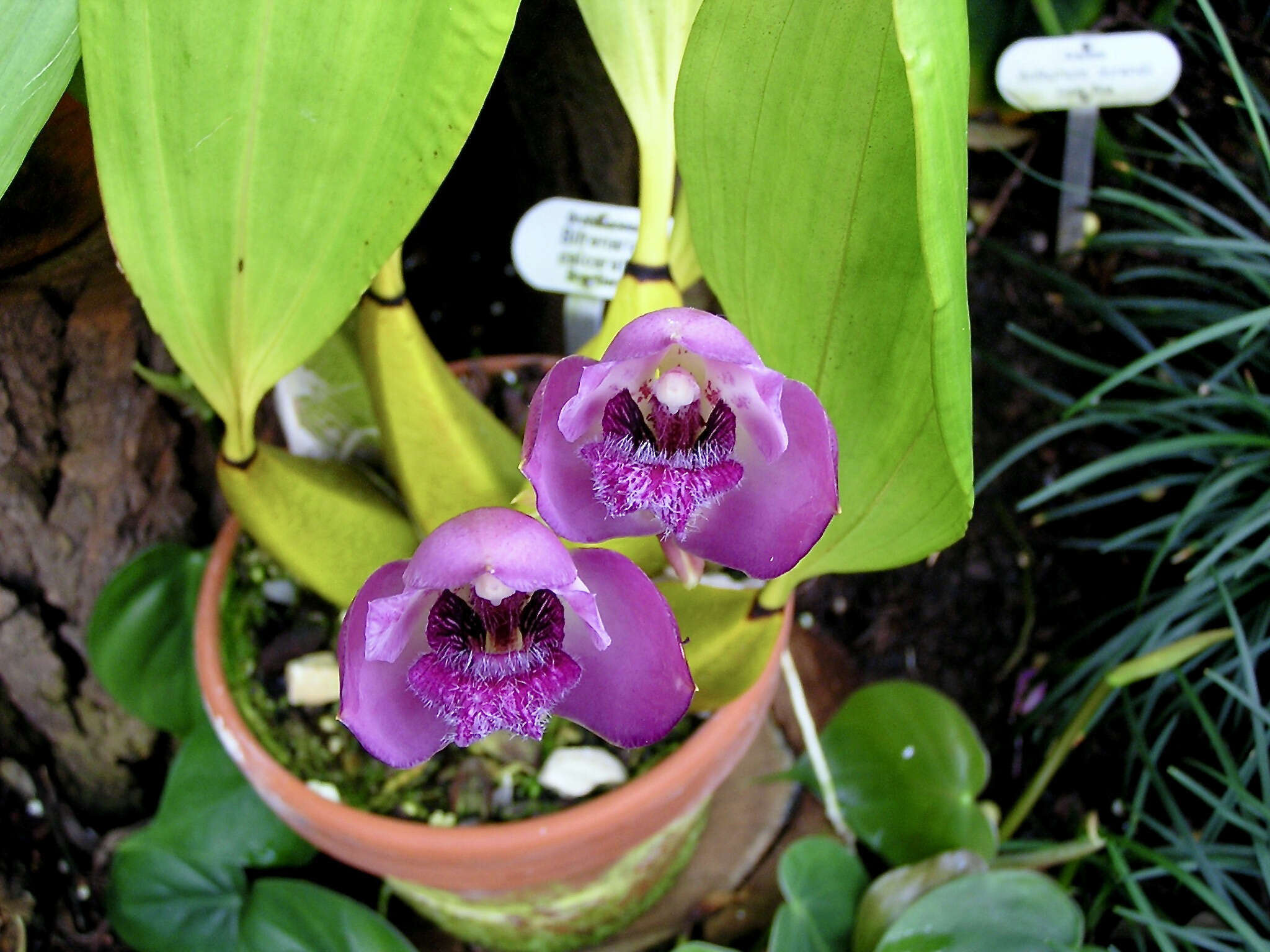 Image of Bifrenaria tetragona (Lindl.) Schltr.