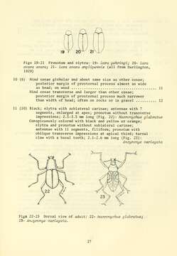 Image of Macronychus glabratus Say 1825