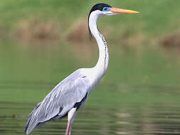 Image of Cocoi Heron