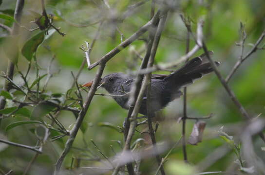 Image of Rio de Janeiro Antbird