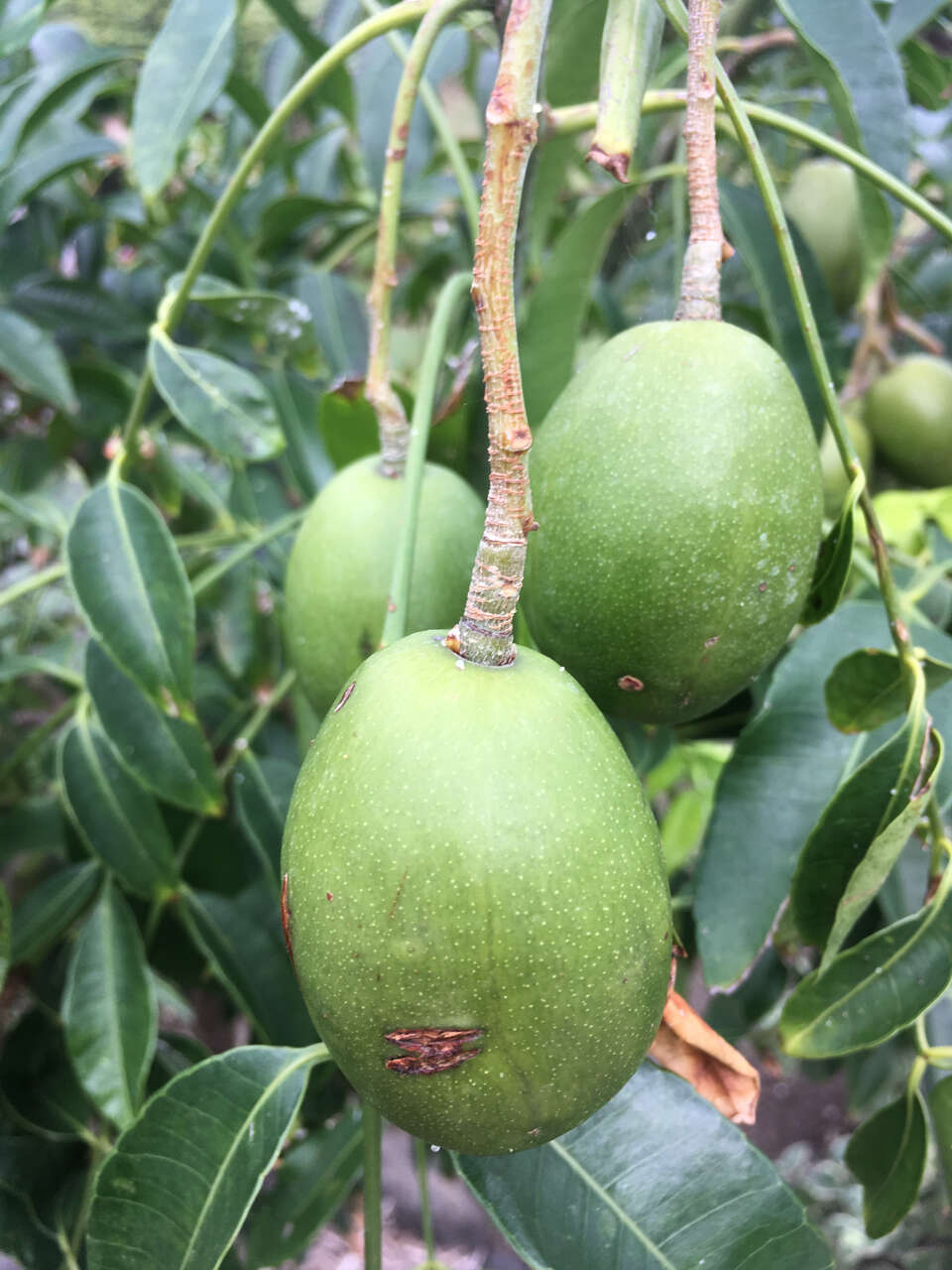 Image of Jewish plum