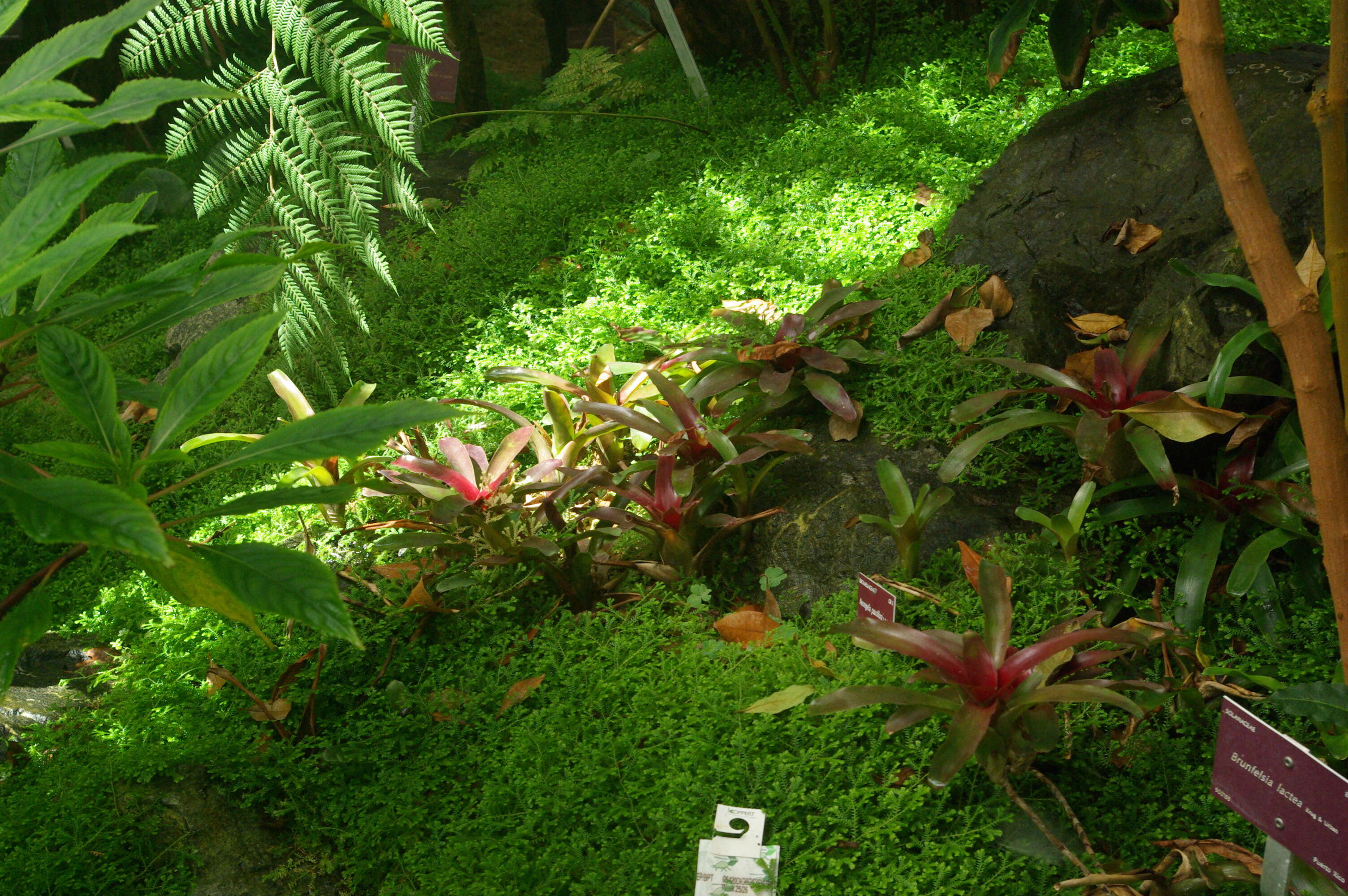 Image of Neoregelia pauciflora L. B. Sm.