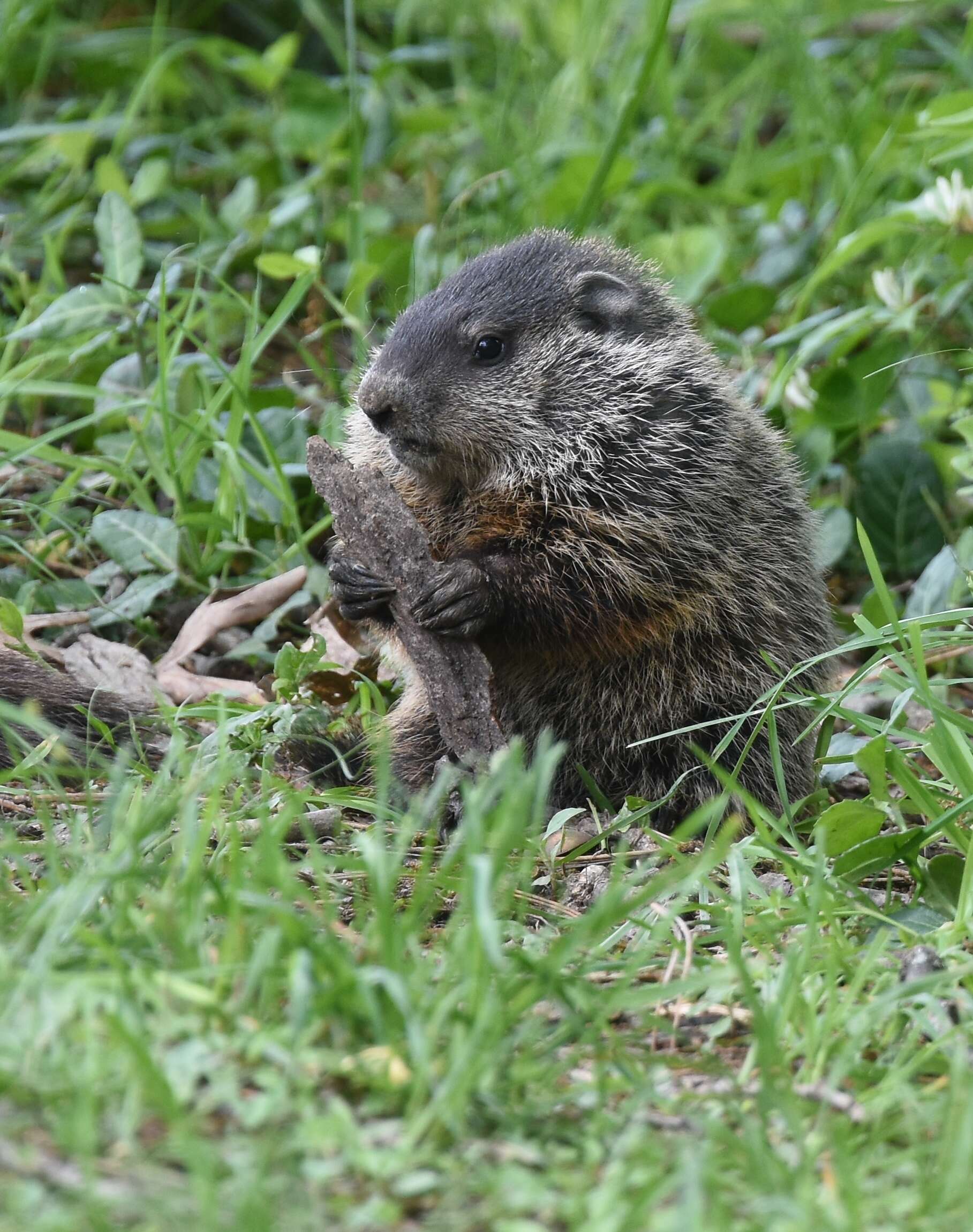 Sivun Marmota subgen. Marmota Blumenbach 1779 kuva