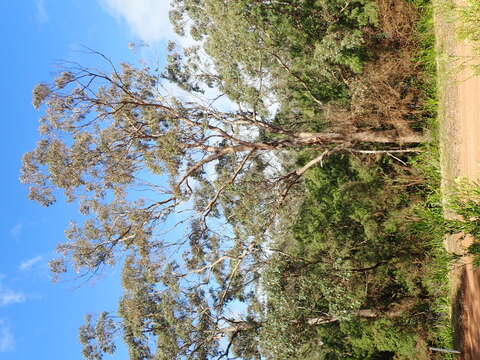 صورة Eucalyptus cornuta Labill.