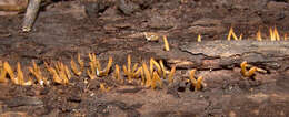 Image of Calocera cornea (Batsch) Fr. 1827