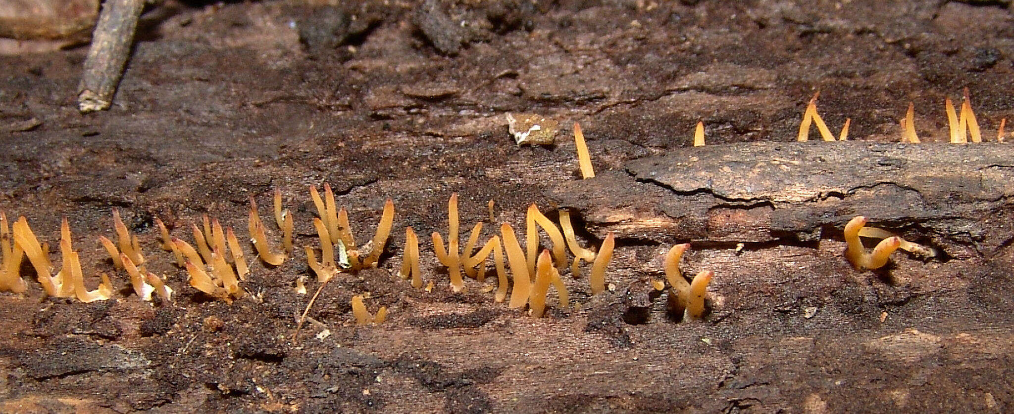 Image of Calocera cornea (Batsch) Fr. 1827