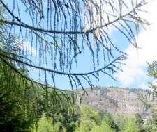 Image of Sikkim Larch