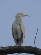 Image of Intermediate Egret