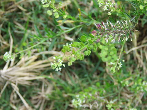 Image of field pennycress